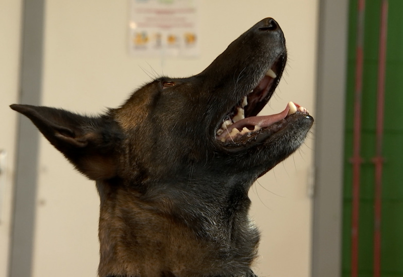 Châtelet: deux chiens anti-drogue supplémentaires 