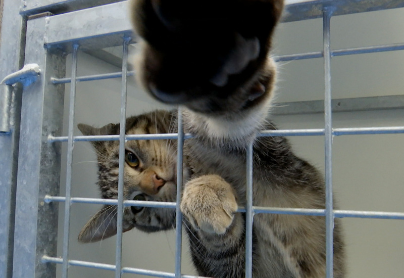 Charleroi: Le noël des animaux à la SPA 