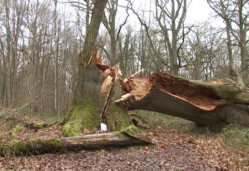 Thuin: le chêne Maillard terrassé par la tempête Eunice