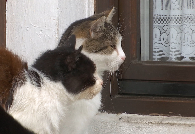 Courcelles est la commune la plus respectueuse des animaux selon GAIA 