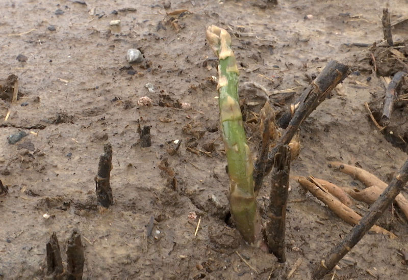 Les asperges cultivées en plein air tardent à arriver dans nos assiettes 