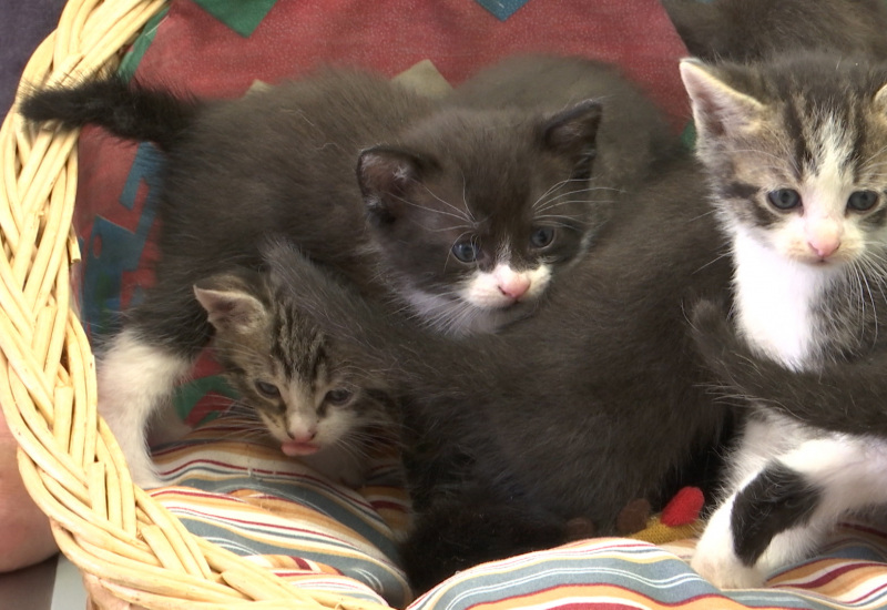 Les portées de chatons arrivent en masse à la SPA de Charleroi !