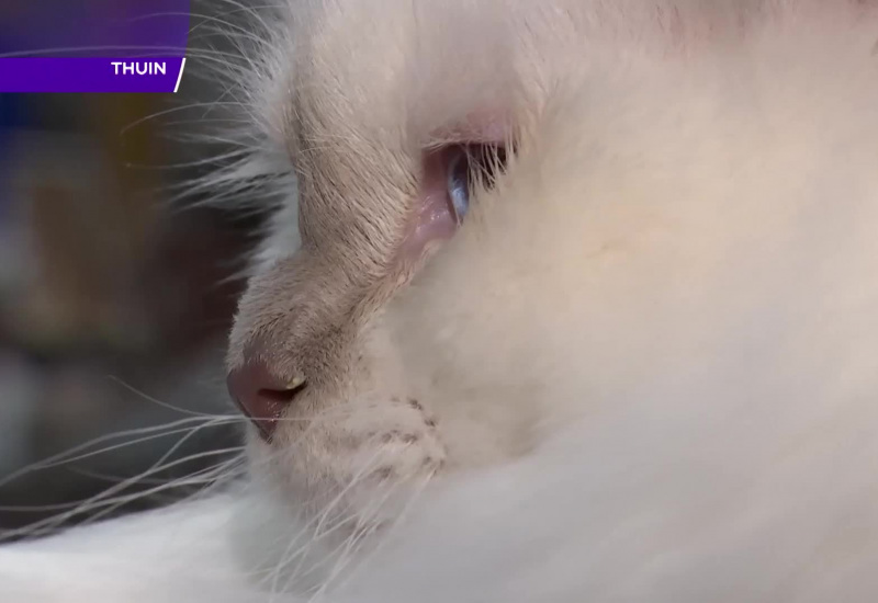 Une exposition de chat qui a du chien ! 