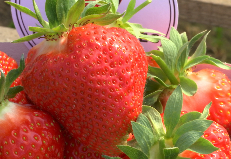 Sivry-Rance a désormais ses fraises : les fraises chevrotines