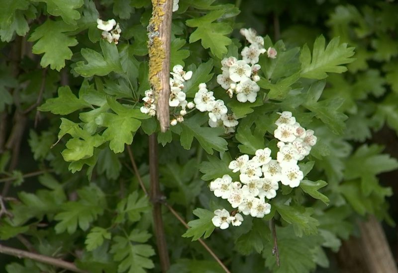 De la botanique médicinale et comestible au plus près de chez vous