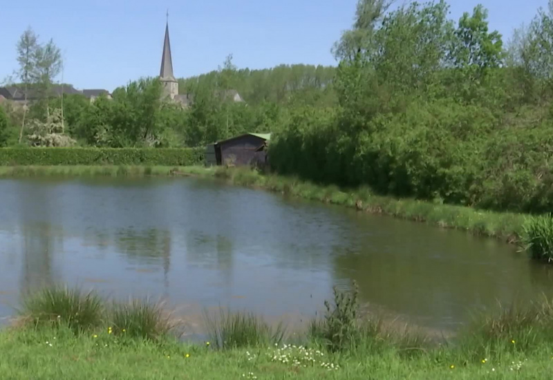 La population des abeilles est en baisse ! 