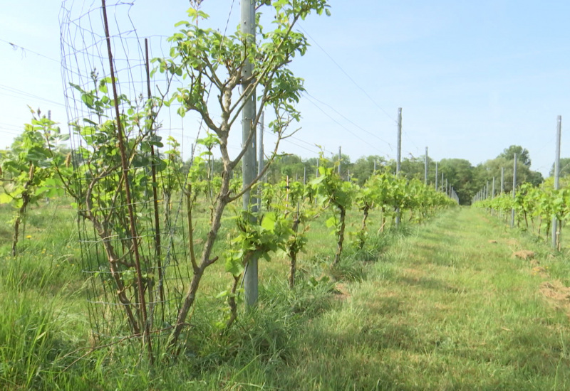 La récolte 2022 des "Vignerons de Nalinnes" s'annonce exceptionnelle ! 