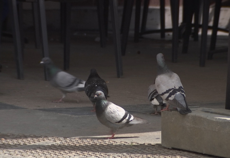 Les pigeons vont-ils bientôt prendre la pilule à Charleroi?