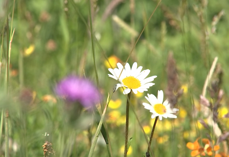 Parc National de l’Entre-Sambre-et-Meuse : le point sur le projet