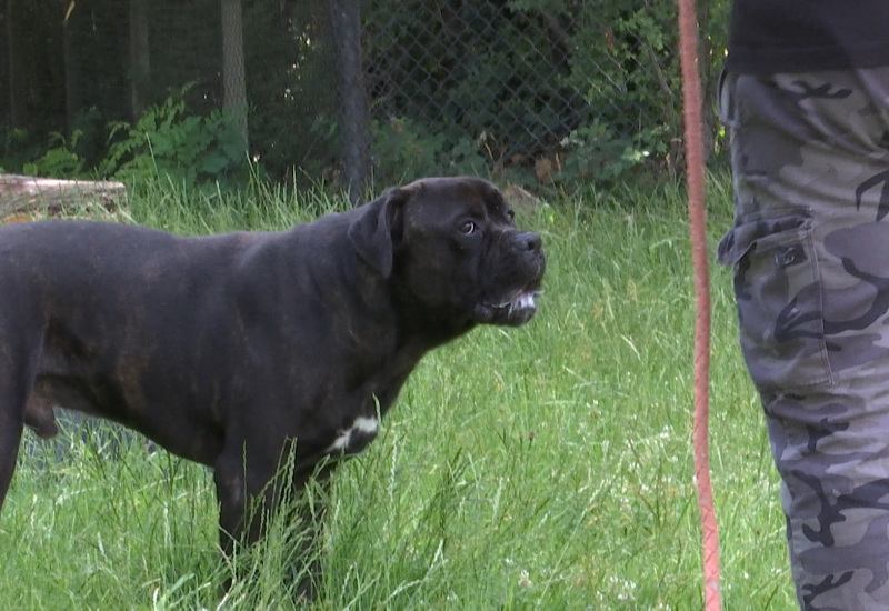 Charleroi : suppression de la liste des chiens dits dangereux