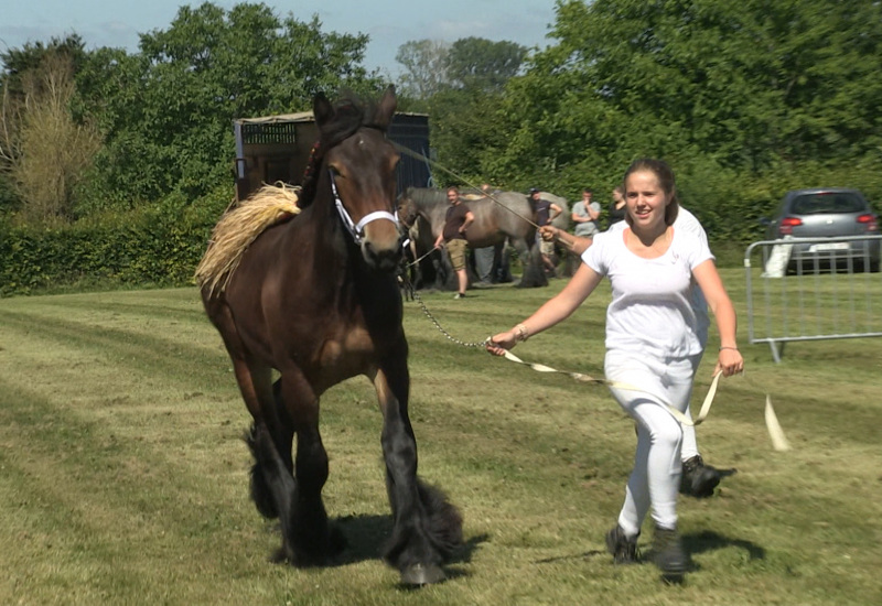 C Local : Fête du mouton et du cheval de Trait à Sivry