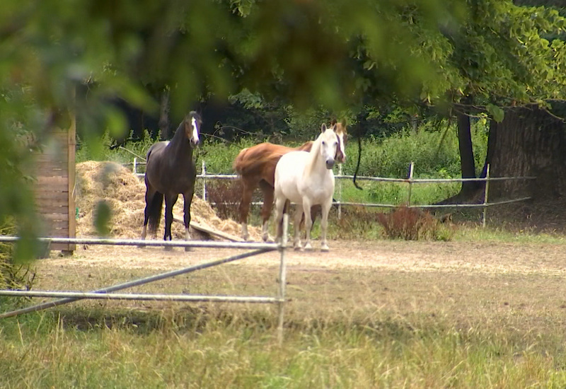 Jumet: des chevaux expulsés de leur prairie, l'ASBL Save animals Sauvetage a trouvé une solution ! 