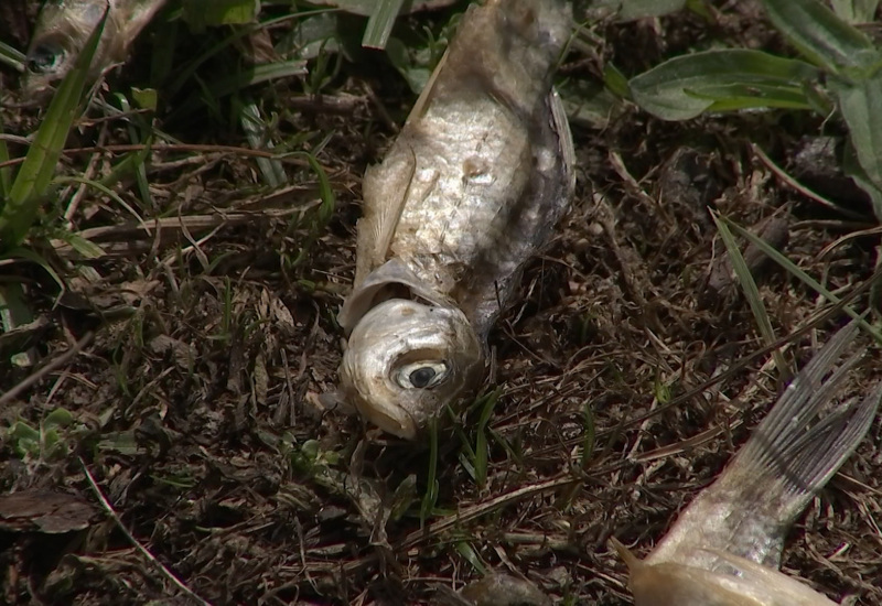 Lac de Barbençon : les poissons morts évacués et la piste de la sécheresse privilégiée 