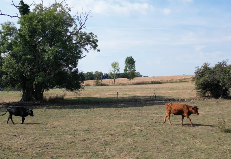 La météo très vache pour les agriculteurs 