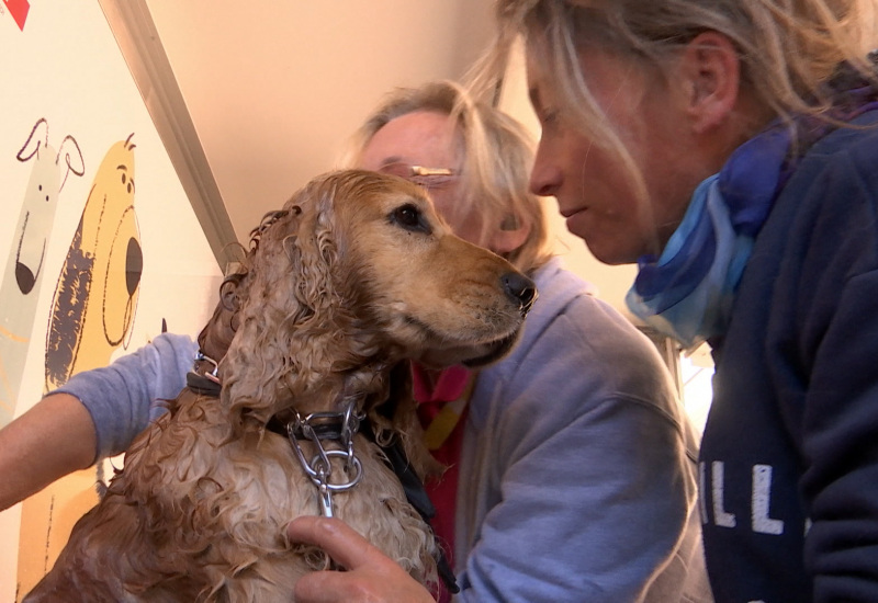 La Dog Wash va silloner les rues de Charleroi pour laver les chiens des sans-abri