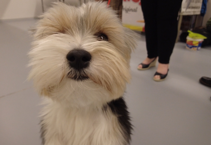 Marchienne : Un concours de beauté canine qui a du chien ! 