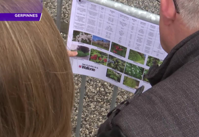 Gerpinnes: 1.400 plants d'arbres ont été distribués pour la semaine de l'arbre