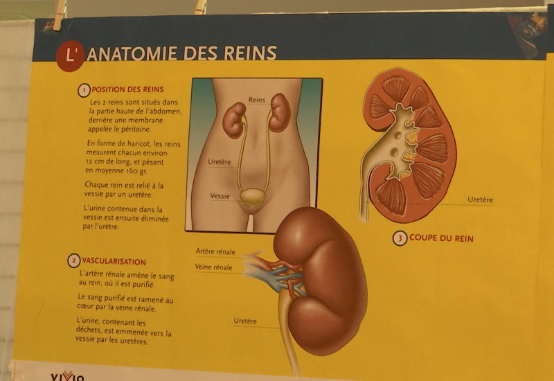 Lodelinsart: Journée mondiale du rein à l'Hôpital Marie Curie 