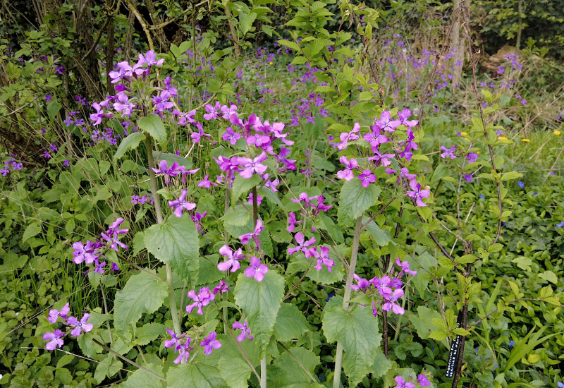 Printemps: les conseils pour mieux entretenir son jardin 