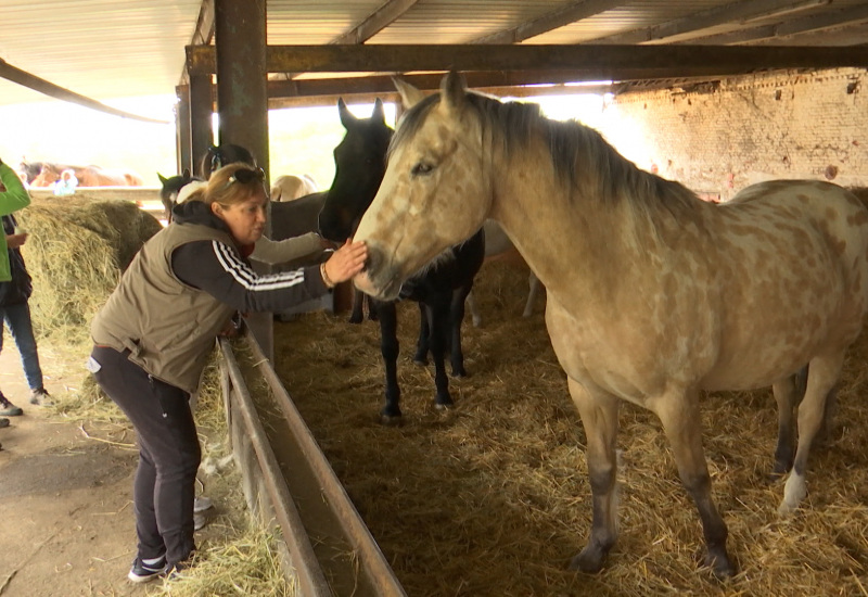 Natur’Horses : un refuge pour chevaux, mais pas que...