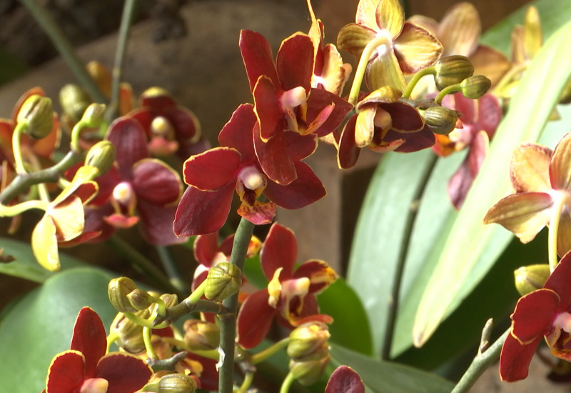 La distillerie de Biercée accueille une exposition sur les orchidées