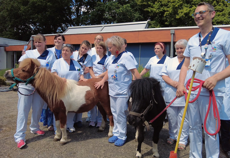 ISPPC: des poneys rendent visite aux patients en soins palliatifs 