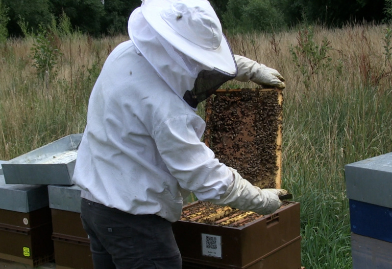 C Local - Récole au Rucher de Neuville à Solre-sur-Sambre