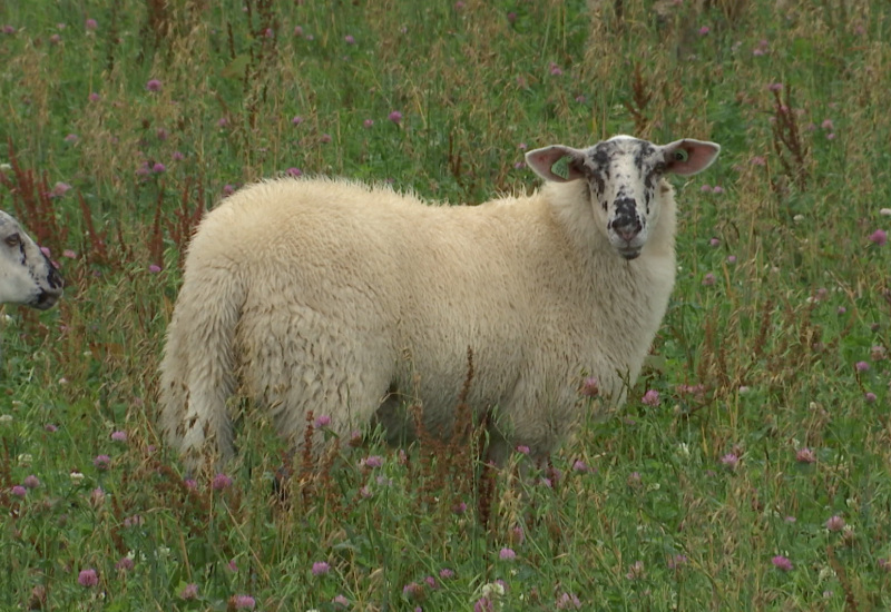 Strée : une race de mouton locale préservée par une éleveuse