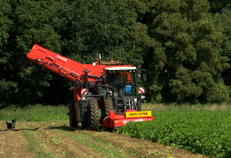 Le prix des pommes de terre augmente : des agriculteurs récoltent 2 mois plus tôt