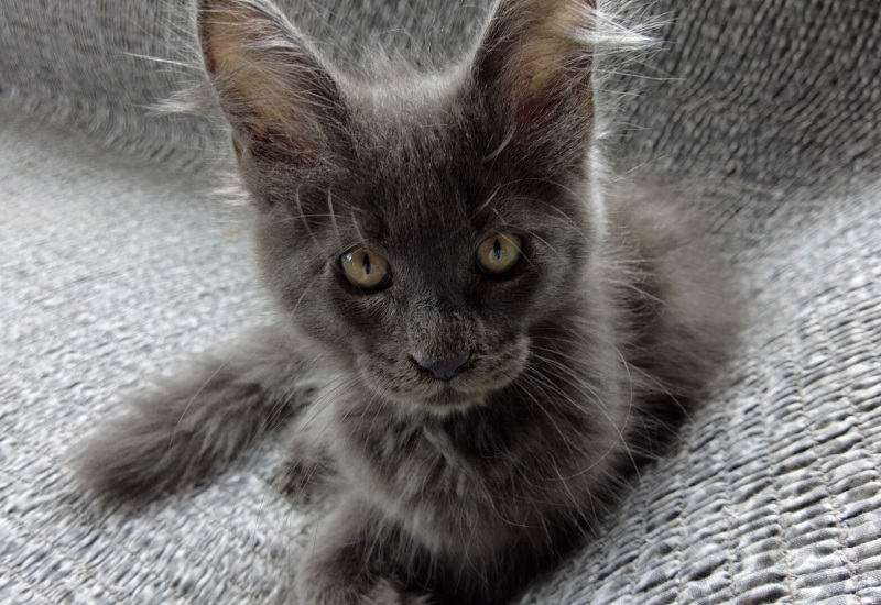 Le paradis du Maine Coon et du sacré de Birmanie dans un élevage de Chimay