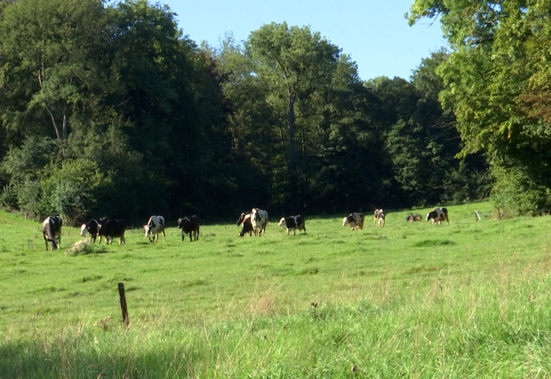 L'Apaq-W veut promouvoir le lait wallon