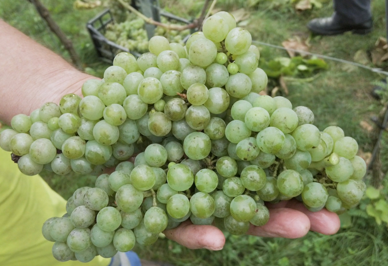 Une excellente récolte au vignoble du Martinet