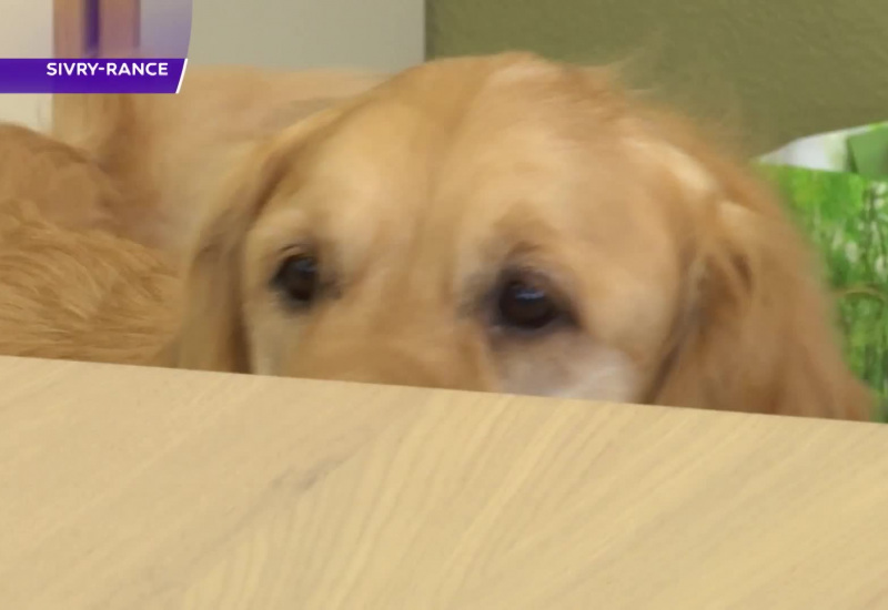 Sivry-Rance : un Golden Retriever intègre une cellule bien-être à l'Institut Technique David Lachman