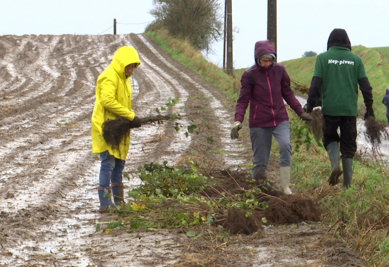 "Yes, We Plant!" : Des haies le long des voiries à Heppignies 