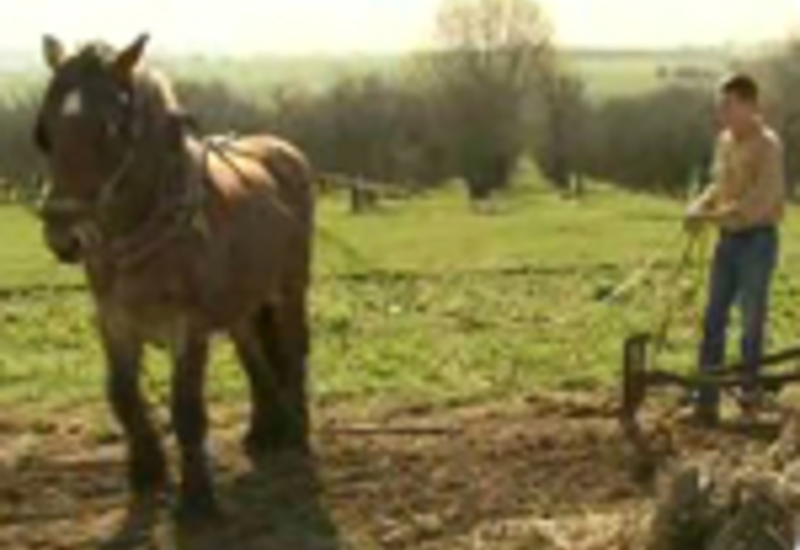 25/03/11 : Débardage forestier à Gerpinnes