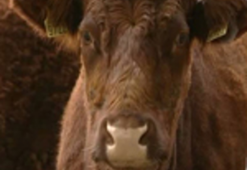 23/06/11 : Journées Fermes Ouvertes à la ferme d'Ostenne