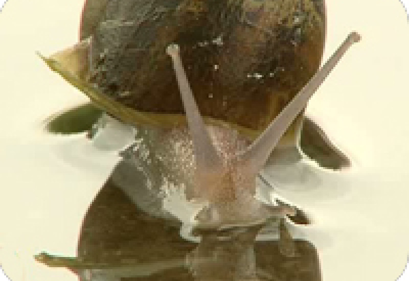 21/06/12 : L'escargot Seloignes