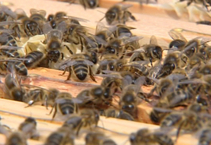 Chimay réputée au niveau européen pour la préservation de l'abeille noire