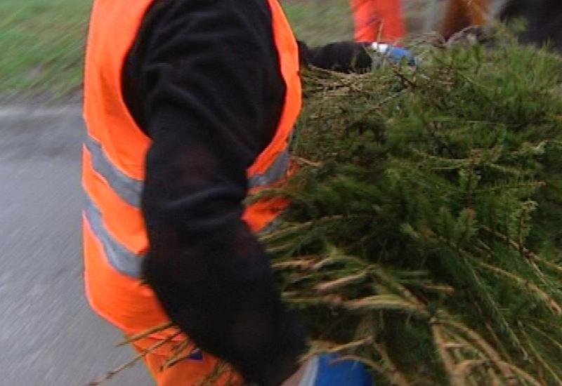 Erquelinnes: voici les dates de ramassage des sapins 