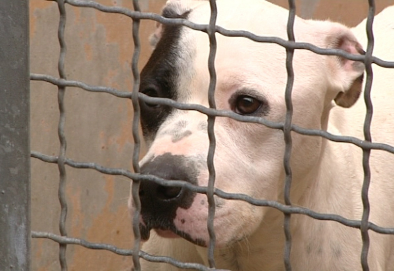 Courcelles: une prime à l’adoption pour un animal adopté en refuge  