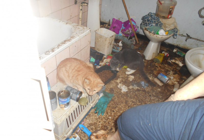 Moignelée : La SPA intervient pour offrir une nouvelle vie à des animaux qui vivaient dans des conditions déplorables