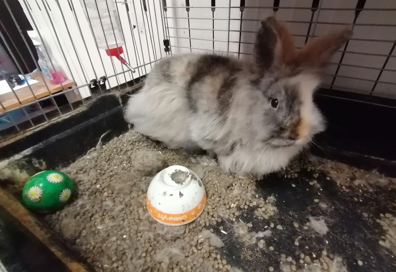 Gilly : De nombreux animaux saisis pour mauvaise condition de détention