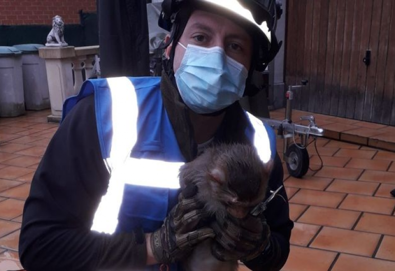 Après deux semaines de cavale sur les toits, le petit singe de Gilly a été capturé