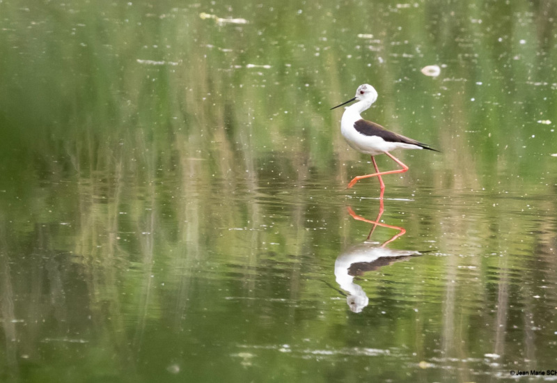Virelles: naissance exceptionnelle à l’Aquascope ! 