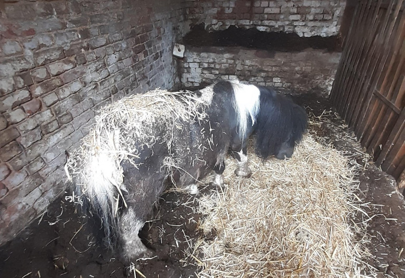 Maltraitance animale à Aiseau-Presles