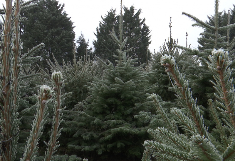 Courcelles: la date de la collecte des sapins de Noël