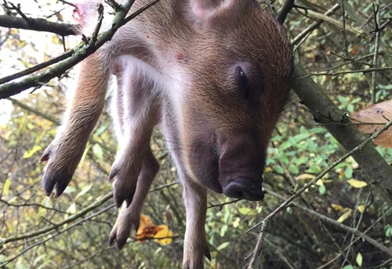 Bouffioulx: plusieurs bébés marcassins tués dans une réserve naturelle 