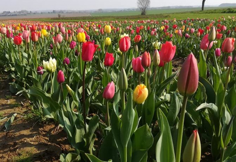 « Nos fleurs à couper »: deux nouveaux champs