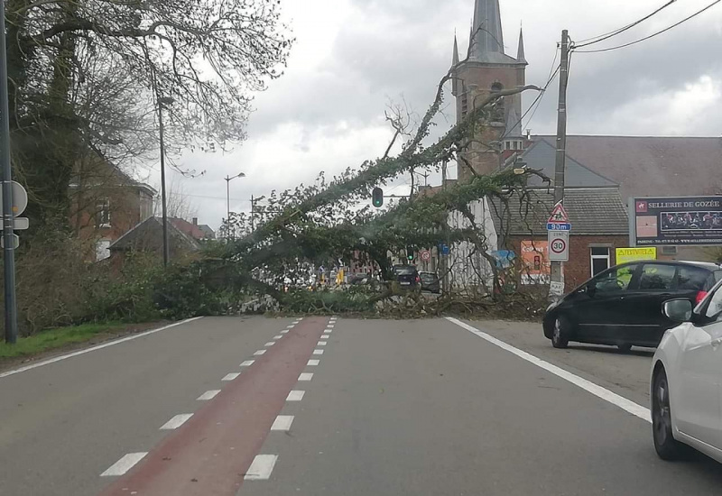 Un arbre tombé sur la route à Gozée