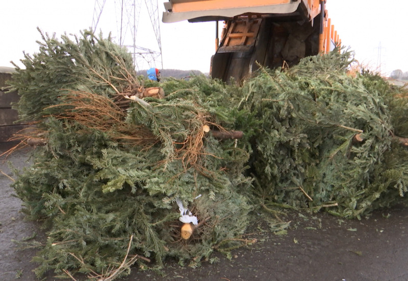 Que deviennent les sapins naturels après Noël? 